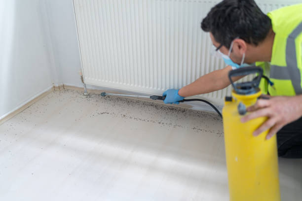Best Termite Control Services  in St Charles, MN